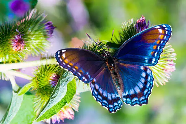 Red spotted admiral butterfly sitting on spring thistle