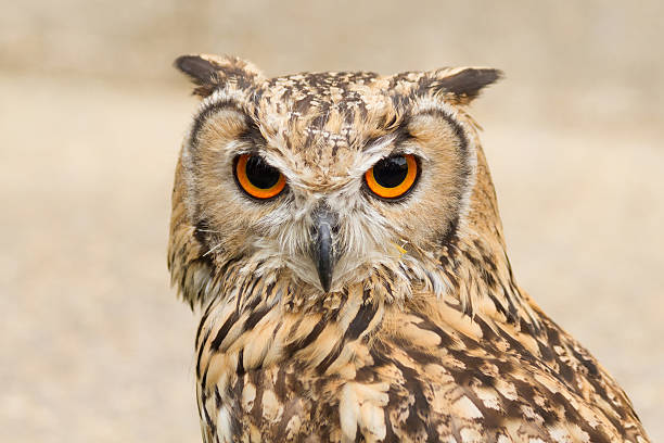 istock Indian Eagle Owl - Royal Bengal Owl 537285864