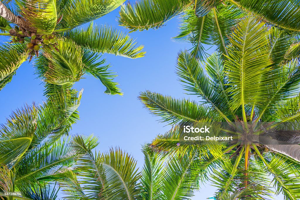 Blue sky and palm trees view from below Palm Tree Stock Photo