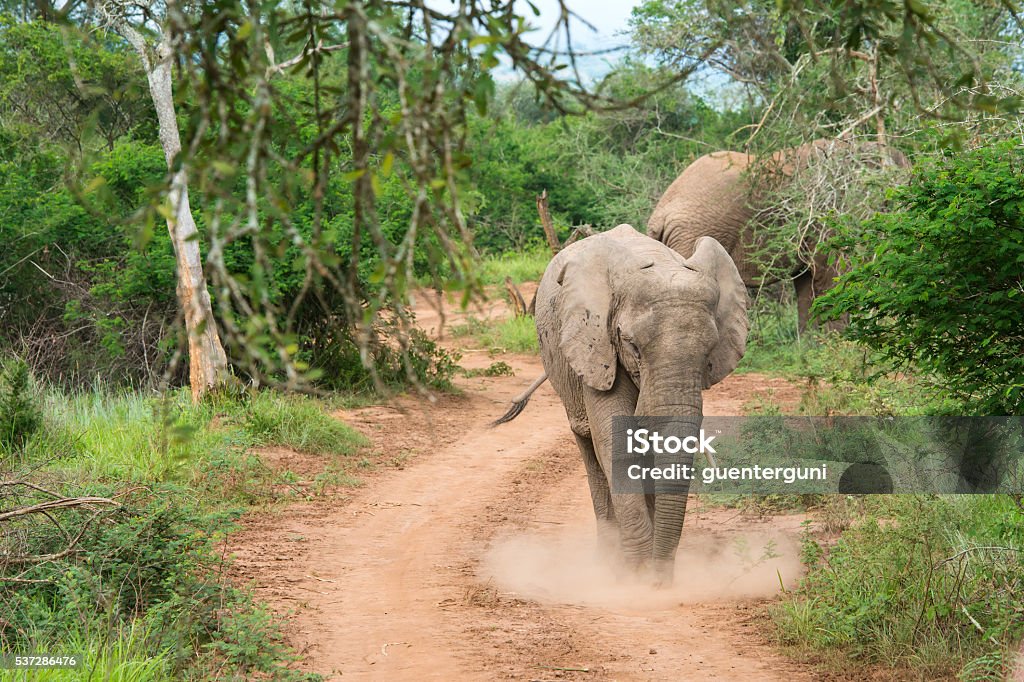 Chasing African Elephant in Akagera, Rwanda Chasing African Elephant in Akagera, Rwanda. Akagera National Park Stock Photo