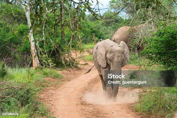 Chasing African Elephant In Akagera Rwanda Stock Photo - Download Image Now - Akagera National Park, African Elephant, Animal Body Part