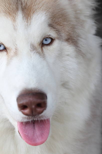 istock eyes of a dog 537286631