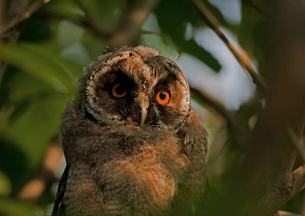 istock Close up of Long-eared owlet 537286781