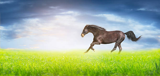 istock horse  running on green field over sky, border for website 537286813