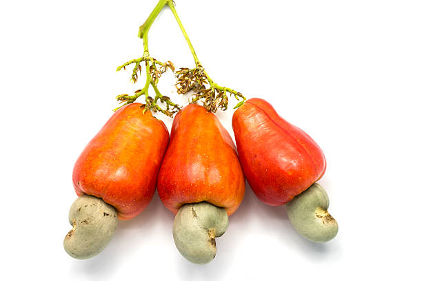 Tropical Cashew fruits on white background (Anacardium occidenta stock photo