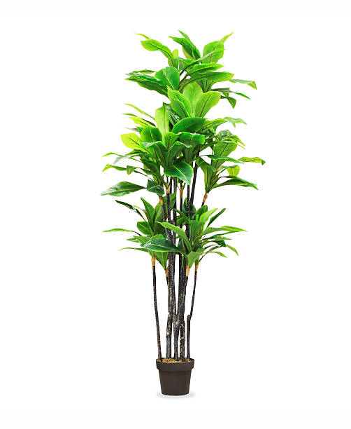 istock Big dracaena palm in a pot isolated over white 537287456