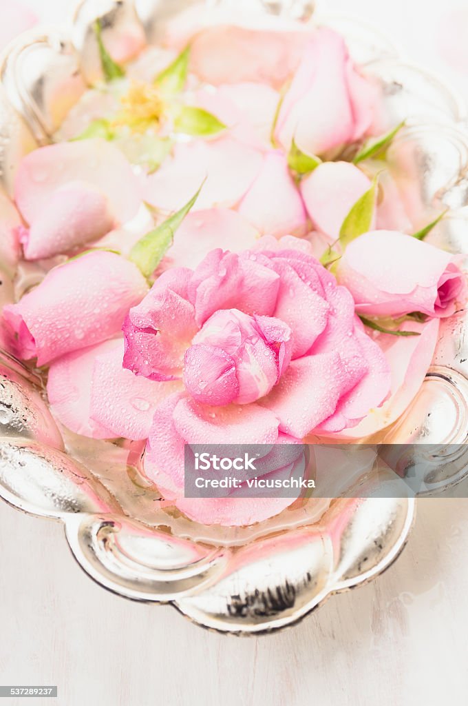 Pink rose in silver bowl with water, close up 2015 Stock Photo