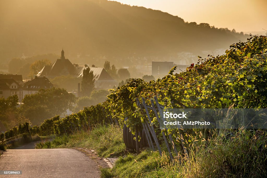 Coming home Atmospheric path along a vineyard, leading to a little town in the haze Vineyard Stock Photo