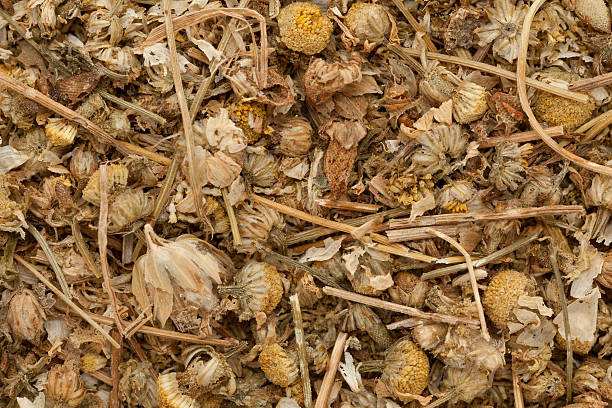 alemã de camomila orgânico seco (matricaria chamomilla). - german chamomile fotos - fotografias e filmes do acervo