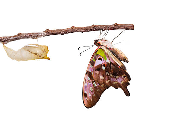 istock Isolated tailed jay butterfly with chrysalis and mature on white 537291160