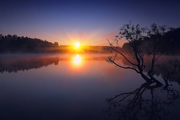 istock Lonely tree growing in a pond at sunrise 537291306
