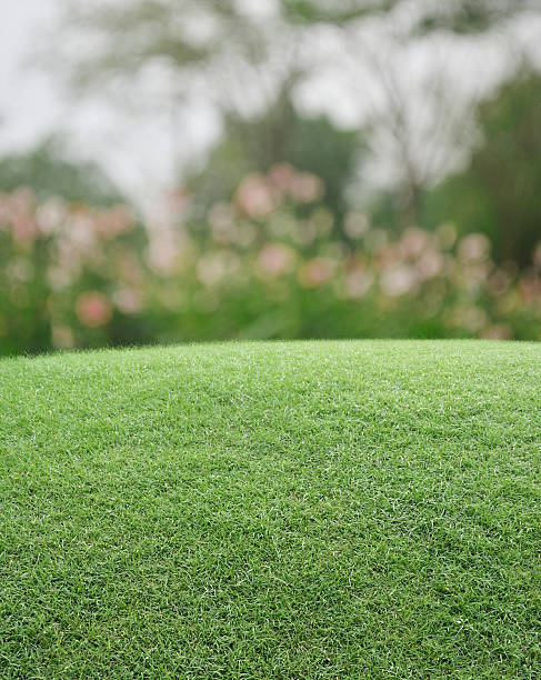 istock Green grass field with blurred pink flower and tree 537291324