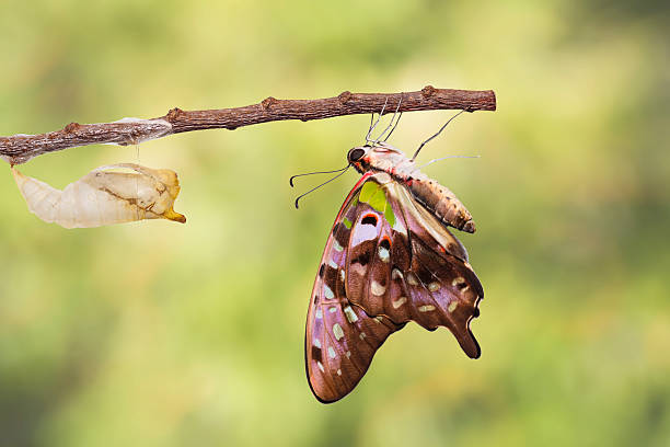 istock Tailed jay butterfly with shell of chrysalis 537291790