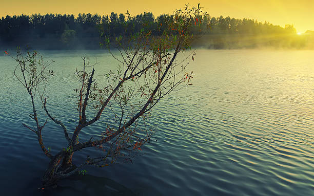 istock Lonely tree growing in a pond at sunrise 537292078