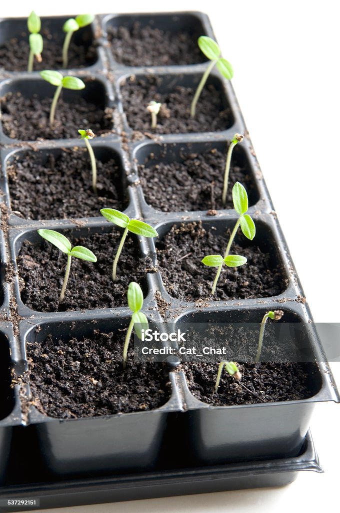 Seedlings Young seedlings in tray over white Cherry Tomato Stock Photo