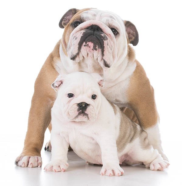 mother and daughter dogs stock photo