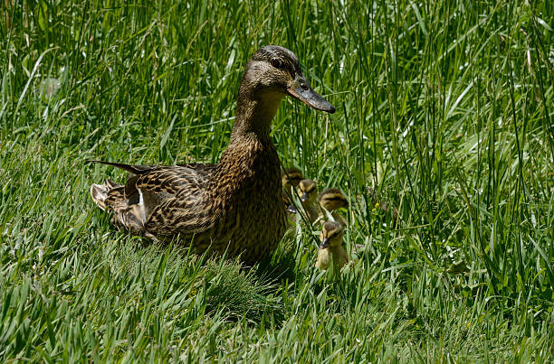 Mallard duck hen and brood of ducklings Mallard duck hen and brood of ducklings emerging from tall lake shore grass thick chicks stock pictures, royalty-free photos & images