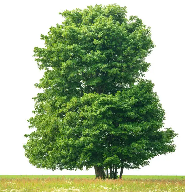 Photo of Sycamore Maple (Acer pseudoplatanus) on meadow isolated on_white.