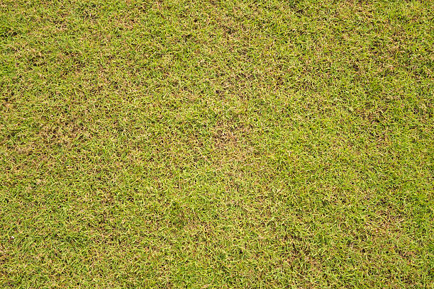 istock green grass for sport background 537298156