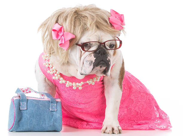 istock female english bulldog 537298266