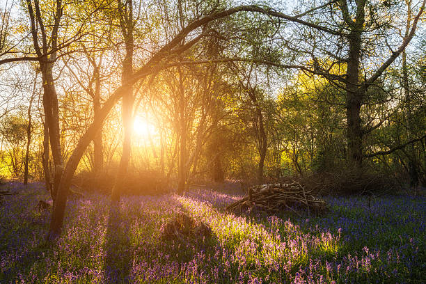 istock Stunning landscape image of bluebell forest in Spring 537299284