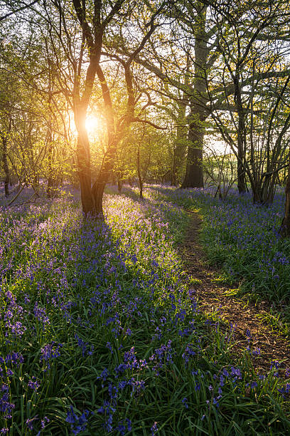 istock Stunning landscape image of bluebell forest in Spring 537299378