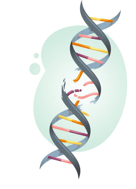 illustrazioni stock, clip art, cartoni animati e icone di tendenza di stringa di dna rotto - ingrandimento su vasta scala