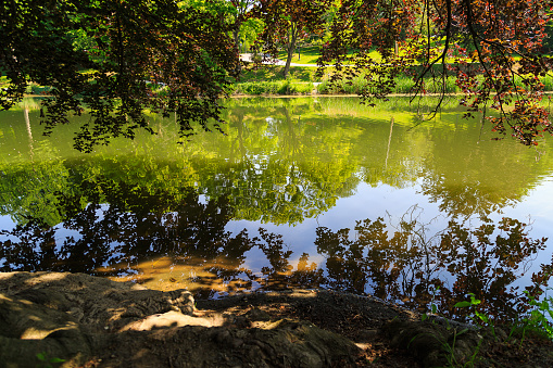 Washington Park Albany NY reflections of trees in pond