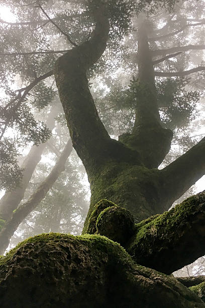 istock Foggy forest with rain drops sound 537300514