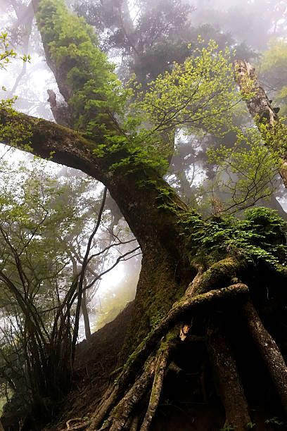 istock Foggy forest with rain drops sound 537300830