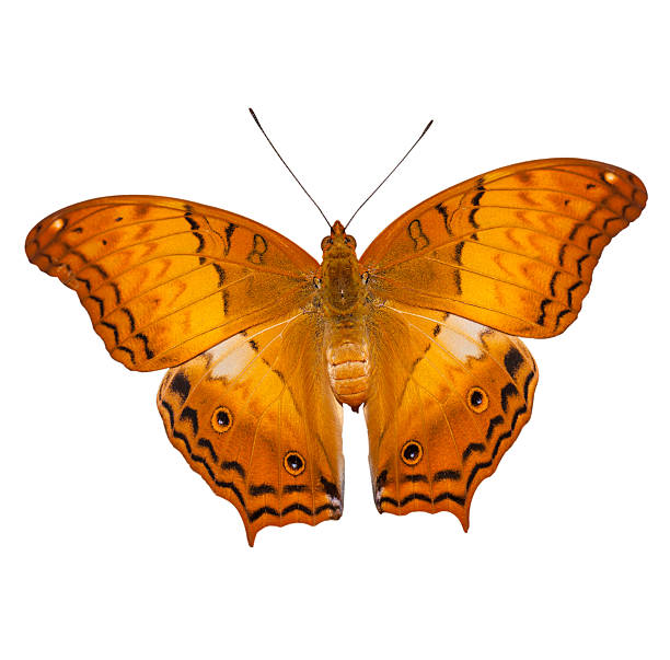 istock Common cruiser butterfly isolated on the white background 537300872