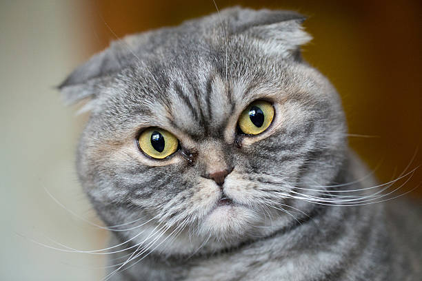 istock Portrait of a curious scottish fold. 537301324