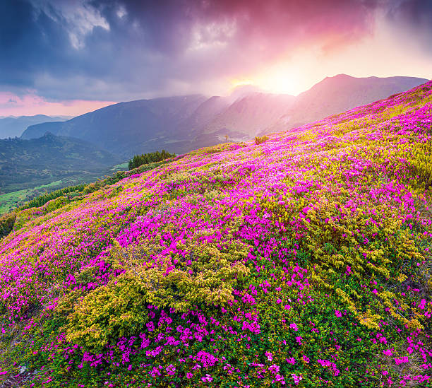 istock Magic pink rhododendron flowers in the mountains. 537301489