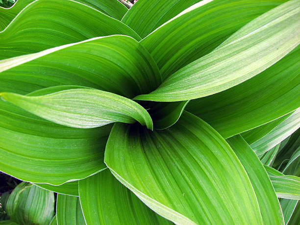 istock Close up of leafy plant 537301605