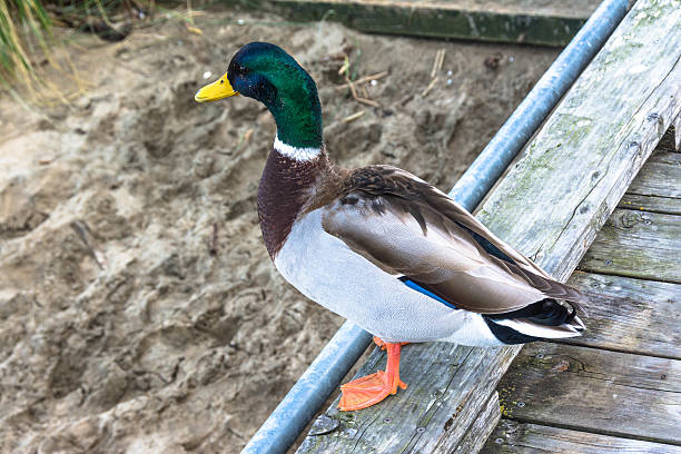 istock The male wild duck 537301987