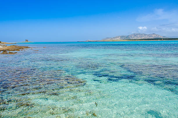 istock Beach Pelosa on Sardinia, Italy 537302336