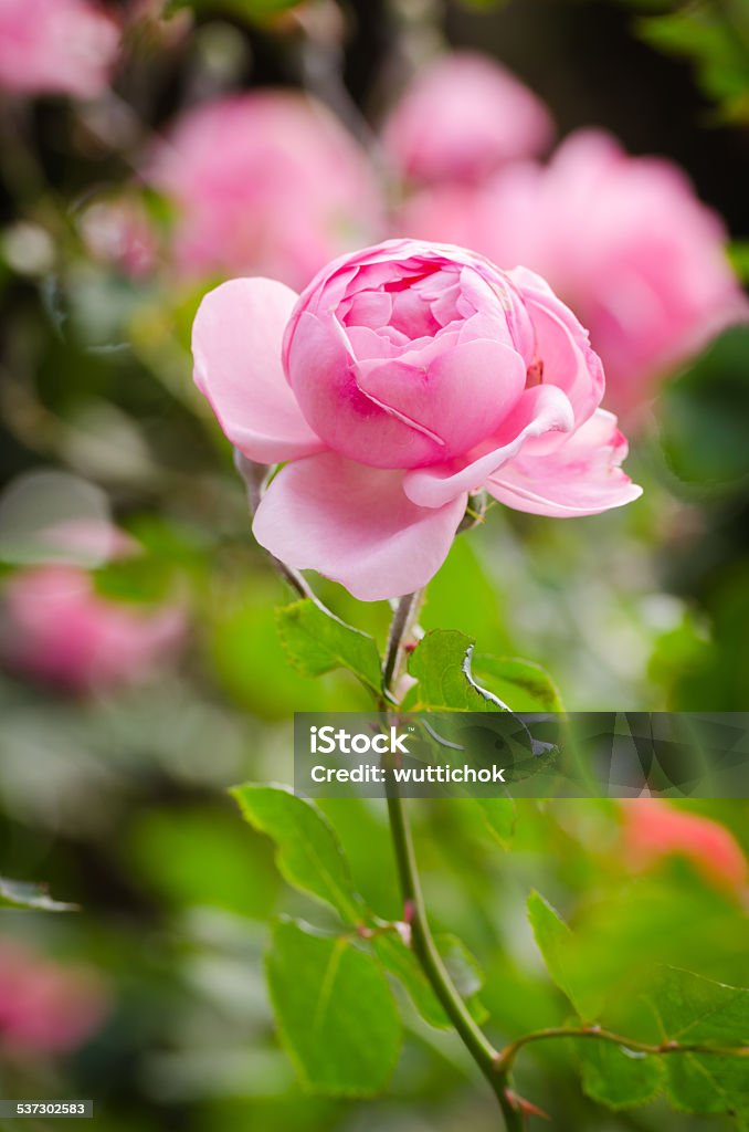 beautiful pink rose in a garden close up beautiful pink rose in a garden 2015 Stock Photo