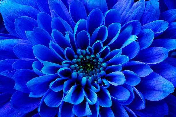 istock Macro of blue flower aster 537302862