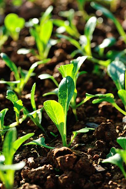 istock choysum  sprouts in growth at garden 537304257