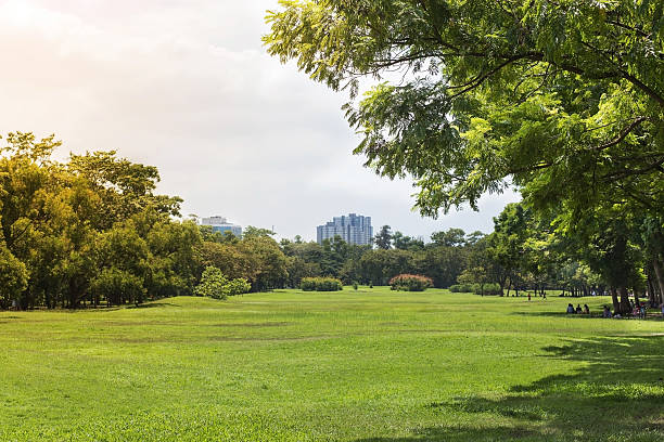 istock green grass field and trees in park 537304338