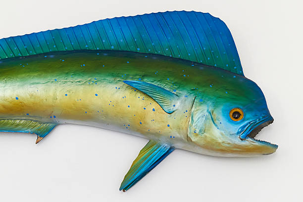 Mahi-Mahi - Photo