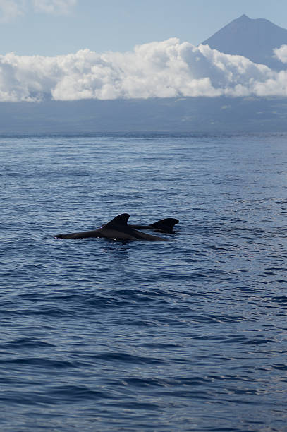 istock Pilot whales in front of Pico 537304651