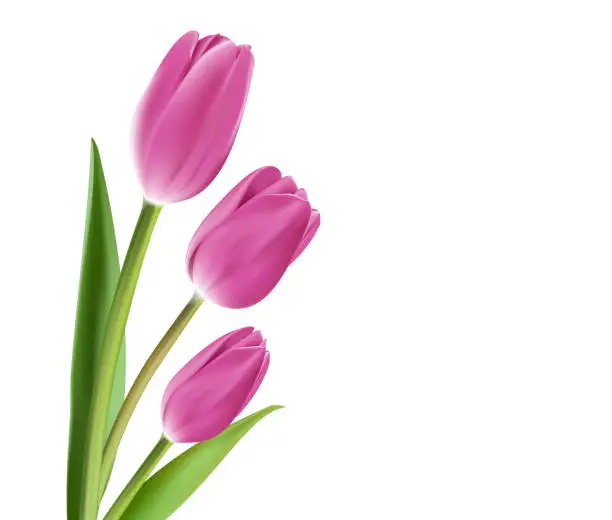 Vector illustration of Realistic Colorful Tulips in Isolated Background