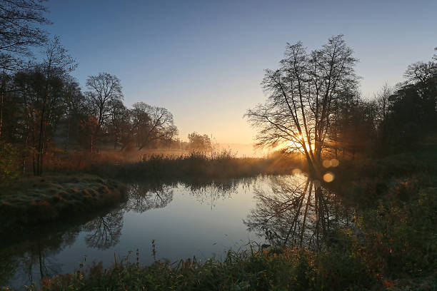 istock silhouette of tree a foggy morning 537304867