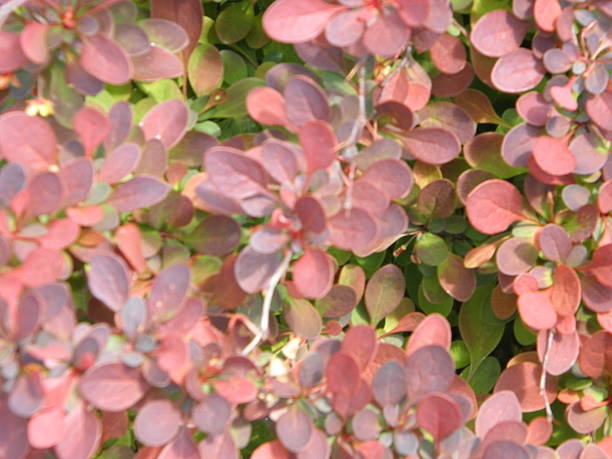 istock red color ground cover leavers. 537304877