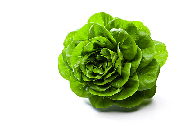 Butterhead lettuce Fresh organic butterhead lettuce isolated on white background lettuce leaf stock pictures, royalty-free photos & images