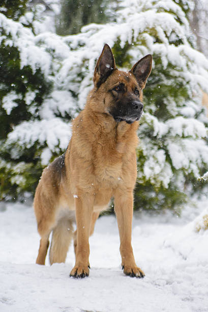 istock German shepherd dog stands in winter 537305093