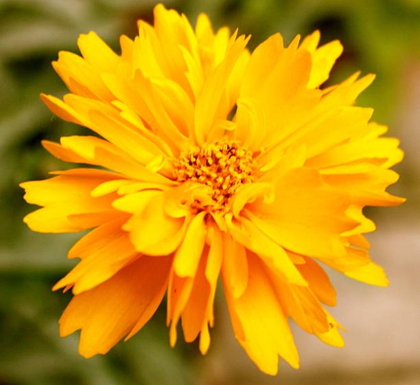 istock Yellow chrysanthemum - close up 537305881