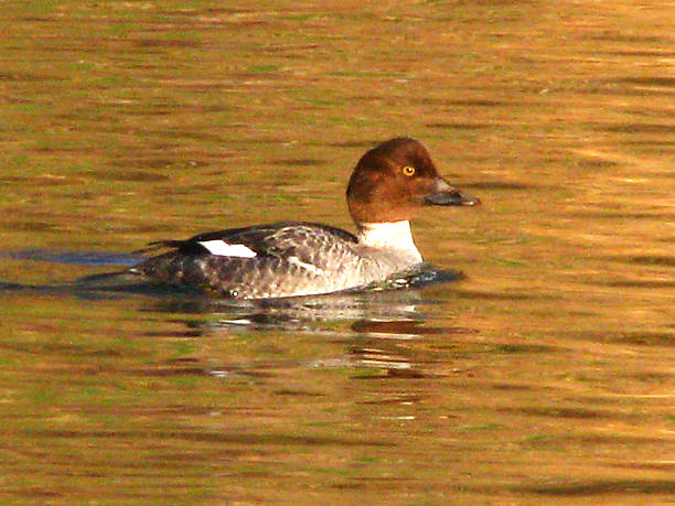 Female Goldeneye Duck Swimming Waterfowl Wildlife Gold Waves Freshwater Bird A profile view of a female Goldeneye duck, with a brown head and gray body feathers, gliding gracefully across the surface of a gently rippled lake. The water surface has rich warm gold and green color tones. Goldeneye Ducks are freshwater birds. female goldeneye duck bucephala clangula swimming stock pictures, royalty-free photos & images
