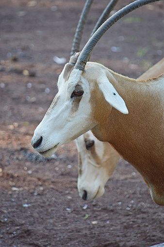 Orix Form Orix Stock Photo - Download Image Now - Animal, Animals In The Wild ...